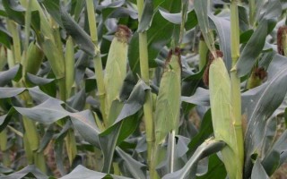 瑞盛2008玉米种子特征特性