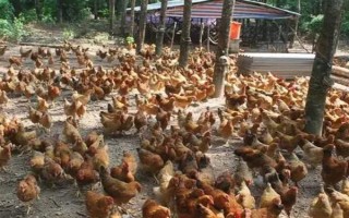 养鸡需要办什么证,要办理动物防疫条件合格证和工商营业执照