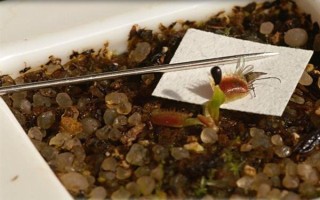 捕蝇草生长期间有什么变化，种子萌发进入生长期会开花长叶、叶片成熟后会逐渐枯黄掉落