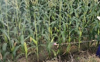 粒隆508玉米种子特点,后期注意防治叶斑病