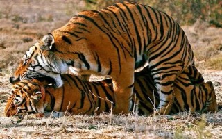 老虎的繁殖期，一般是11月份至翌年2月份左右