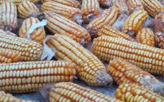 玉米晒干后能否用来打窝钓鱼，可以垂钓但效果不如嫩玉米