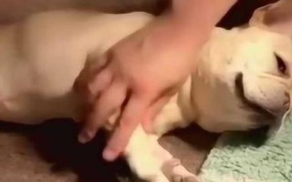 怎么帮狗狗按摩，分为头部按摩、耳部按摩、背部按摩、肩部按摩等
