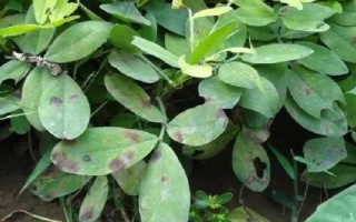 花生叶螨为害症状及发生原因，朱砂叶螨是优势种