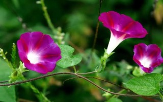 牵牛花室内养还是露养好,根据条件可露养也可室内养