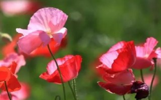 虞美人何时开花,在3-8月时开花