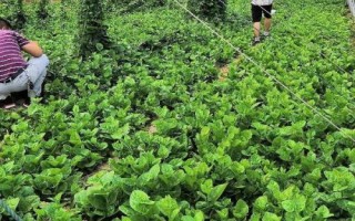 蔬菜死苗如何预防，适当减少肥料用量可避免烧根烧苗