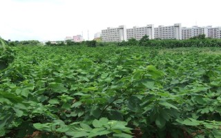 种植构树的补助,国家会给予1000元每亩