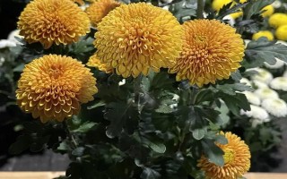 盆栽菊花能不能晒太阳，每天都要接受散射光