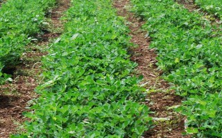 花生黄叶怎么处理，应补充光照、合理施肥等