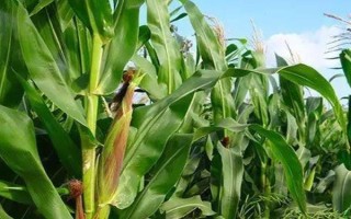 泰合896玉米种子介绍,中后期注意防治病虫草害