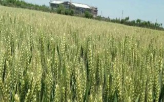 新冬54号小麦种子介绍，中等肥力以上水浇地块种植