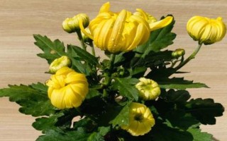 盆栽菊花如何养殖，夏季每天都浇一次水