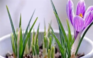 为什么藏红花不开花,可能是缺乏光照或养分不足所致