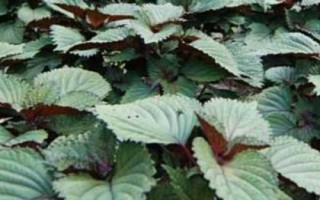 紫苏的栽培技术，可于3月末至4月初露地播种