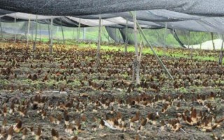 羊肚菌如何辨别真假，可以从菌盖上的凹坑和色泽来鉴别