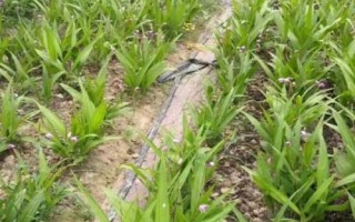 白芨种苗的价格，1株需要0.2-0.8元左右