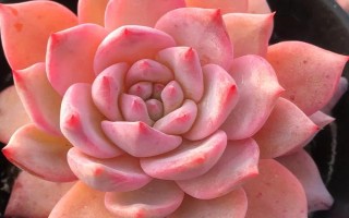 粉蓝鸟的养殖方法，春秋两季要每2-3天浇一次水