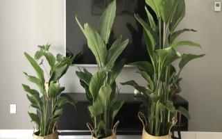 天堂鸟适合家养吗，适合养家里