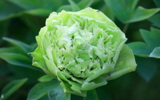 牡丹花的常见品种,常见的有魏紫、姚黄、赵粉等