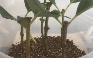 嫁接桂花的方法，将枝条插入砧木中并绑扎薄膜