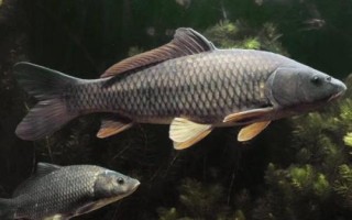 南方人是否真的不吃鲤鱼，江南一带通常不会食用