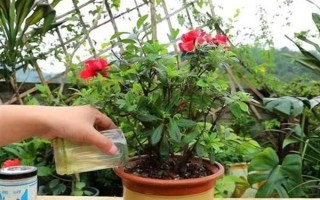 花中西施是什么花，是指的杜鹃花