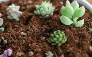 养殖多肉怎么配制土壤，一般用颗粒土和腐殖土搭配
