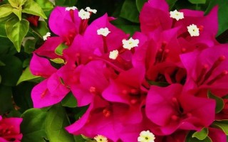 三角梅夏天怎么养开花多，保证光照充足是关键