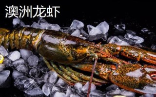 淡水虾的种类,这5种都可人工养殖