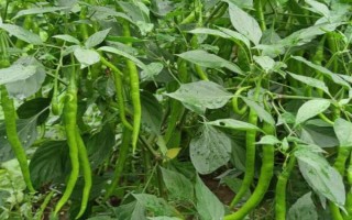 种辣椒能否不晒光，缺少光照容易落花落果