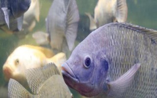 罗非鱼和鲈鱼哪个刺少，都少刺但后者肉质更细嫩