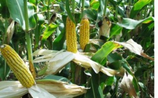 金育717玉米种子特点,品种株型紧凑