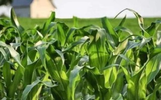 迪锋5号(试验代号:金穗78)玉米种子简介,密度4500株/亩左右