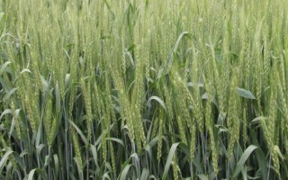 临麦35号小麦种子特征特性,3月上旬播种