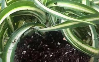 君子兰流出黑色液体如何解决，清理伤口经过消毒后再换土重栽