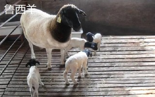 羊的繁殖性能介绍，不同品种的繁殖能力有区别