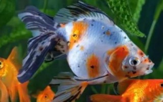 金鱼冬天多久喂食一次，根据水温的变化来调节喂食频率