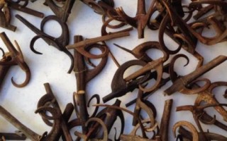 钩藤怎么选种，可剪下优良健壮的果枝