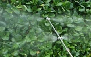 高粱地除草剂有哪些，苗前和苗后除草剂的选择不同