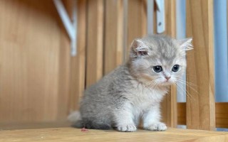 猫咪常备药品，止泻、促消化、驱虫等都是常备的