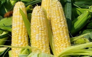 雅玉889玉米种子特征特性，低山3月下旬播种