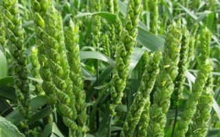 濮兴16号小麦种子介绍，每亩适宜基本苗16～20万