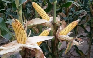 新丹9号玉米品种的特性，辽宁省春播生育期141天左右