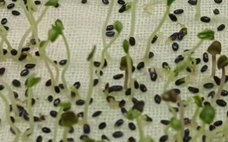 怎么种植罗勒,播种前在温水中浸泡10分钟