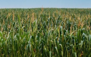 谷大822玉米种子特征特性，中抗穗腐病