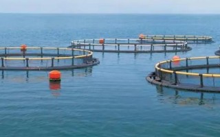 水产养殖判断水质好坏的方法，呈油绿色、红褐色的水质比较好