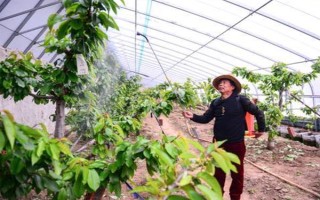 樱桃树流胶的治疗方式，可在冬春季节将樱桃树枝干进行涂白