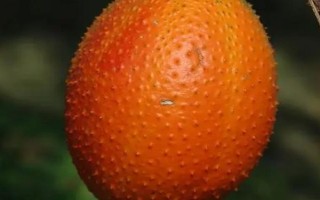 木鳖果是什么水果，是一种多年生藤本植物的果实