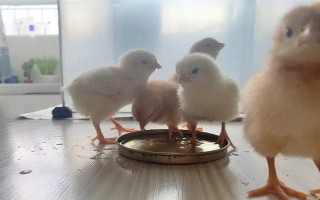 小鸡的饲养要点，根据当前日龄调整温度